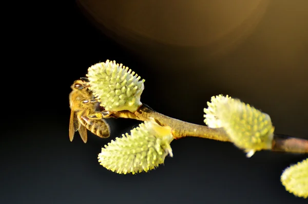 Willow blossom with bee — Stock Photo, Image