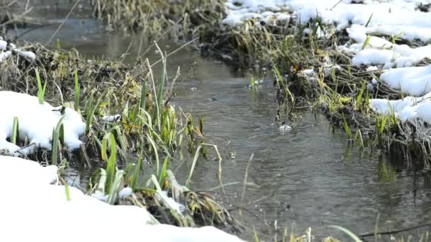 Fioritura di nocciole e torrente in inverno — Video Stock