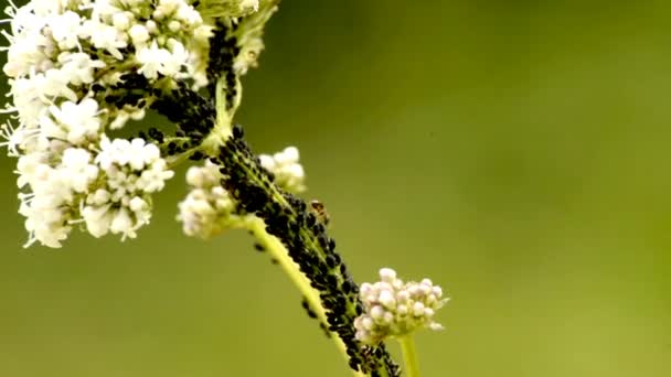 Poux noirs et fourmis — Video