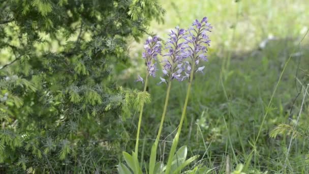 Orquídeas selvagens da Alemanha — Vídeo de Stock