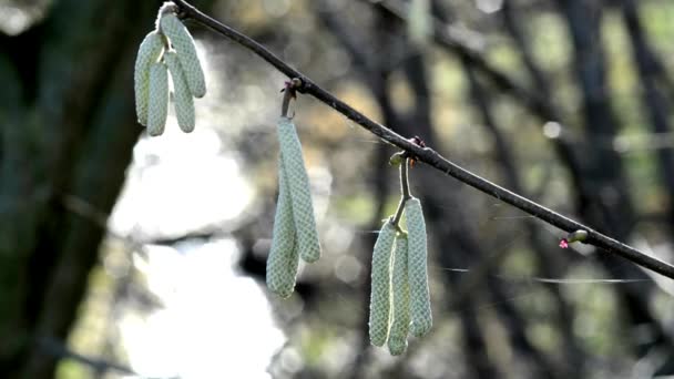 Hazelnoot bloeien in de lente — Stockvideo