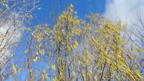 Hasselnöt blossom på våren — Stockvideo