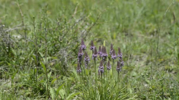 Orchidées sauvages de l'Allemagne 