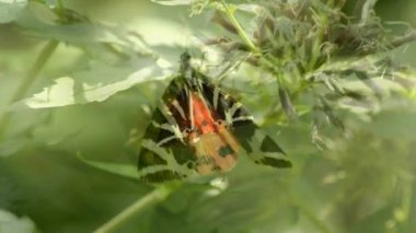 Jersey Tiger, Euplagia quadripunctaria