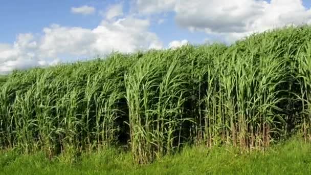 Switch grass, område i Tyskland — Stockvideo