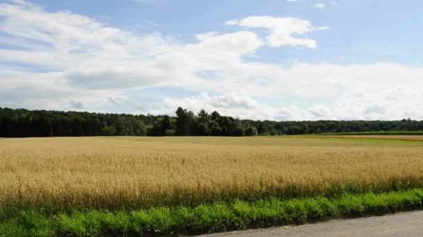 Haferfeld mit Großaufnahme des Kopfes — Stockvideo