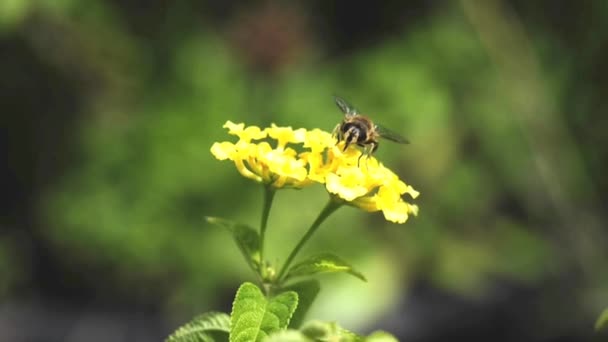 Mosca voladora sobre flor de lantana — Vídeos de Stock