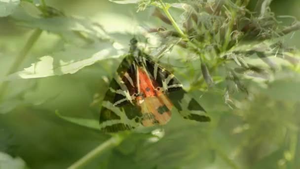 Jersey Tiger, Euplagia quadripunctaria — Stockvideo