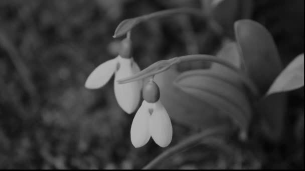 Snowdrop, Galanthus nivalis — Stockvideo
