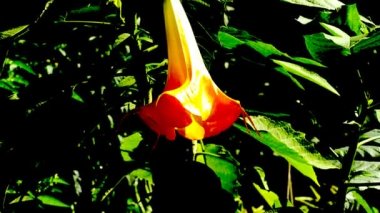 melek trompet çiçek