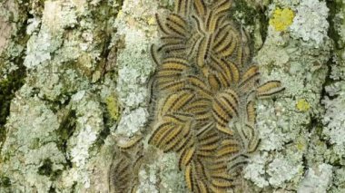 Meşe keseböceği güve