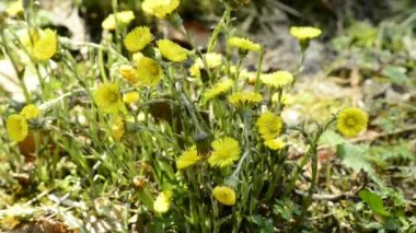 coltsfoot, şifalı bitki