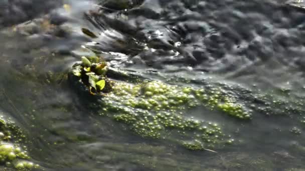 Petit ruisseau avec algue — Video