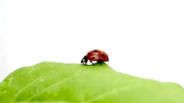 Lady beetle — Stock video