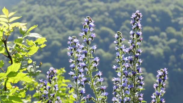 Viper 's bugloss — стоковое видео