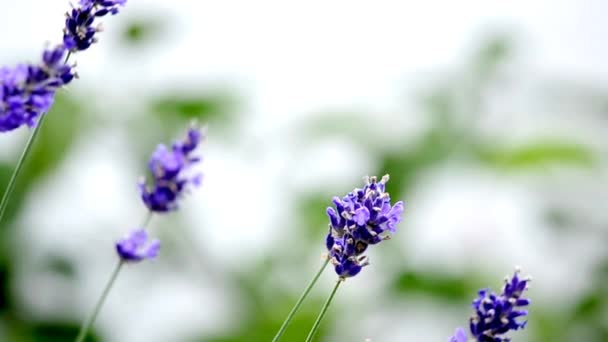 Flores de lavanda no vento — Vídeo de Stock