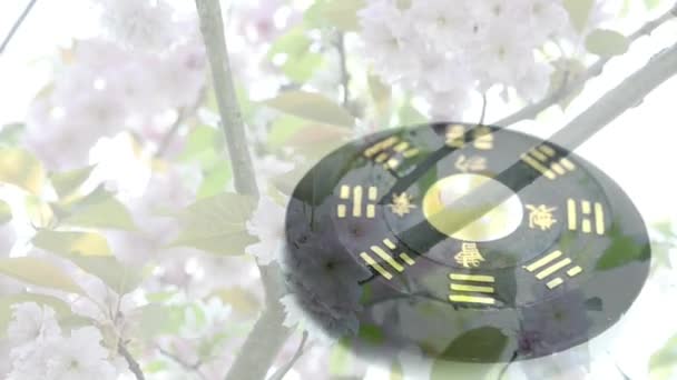 Символ Дао и японская вишня — стоковое видео