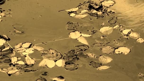Surface de l'eau avec feuilles — Video