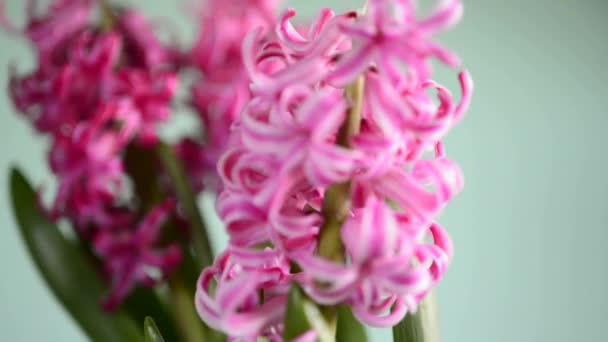 Flor de jacinto — Vídeo de stock