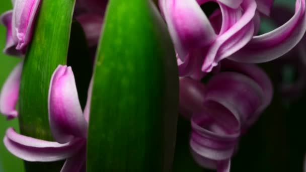 Цветок гиацинта — стоковое видео