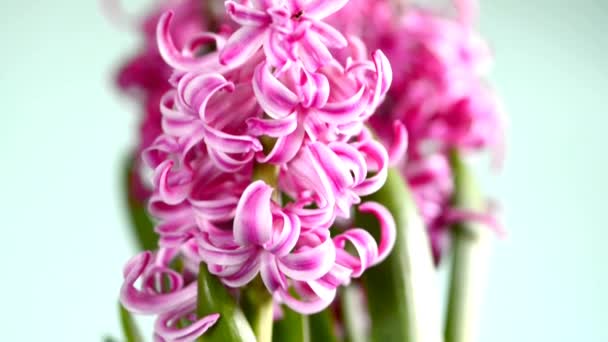 Hyacinthus flower — Stock Video