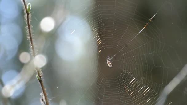 Spider webs — Stock Video