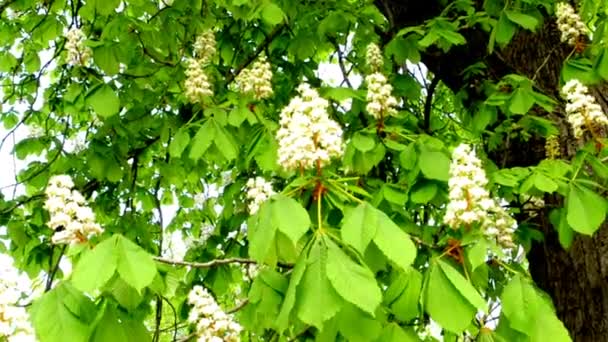 Flor de castaño — Vídeos de Stock