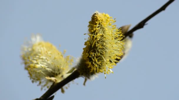 Weidenblüte — Stockvideo