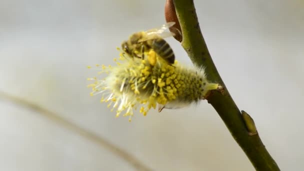 Willow çiçeği ile arı — Stok video