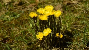 Coltsfoot, Tussilago farfara, şifalı bitki