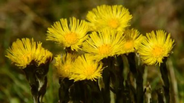 Coltsfoot, Tussilago farfara, şifalı bitki