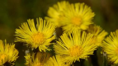 Coltsfoot, Tussilago farfara, şifalı bitki
