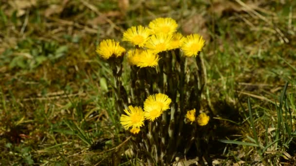 Hästhov, Tussilago farfara, medicinalväxt — Stockvideo