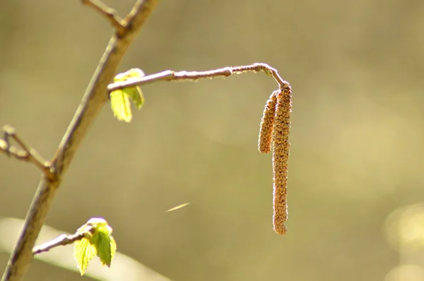 Hazelnut bush with blossom and young leaves — Stock Photo, Image