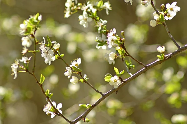 Blackthorn blossom in spring — Stock Photo, Image