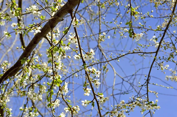 Fiore di biancospino in primavera — Foto Stock