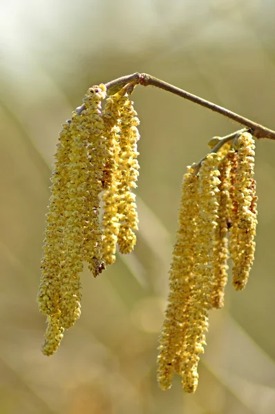 Hasselnötsblomning — Stockfoto