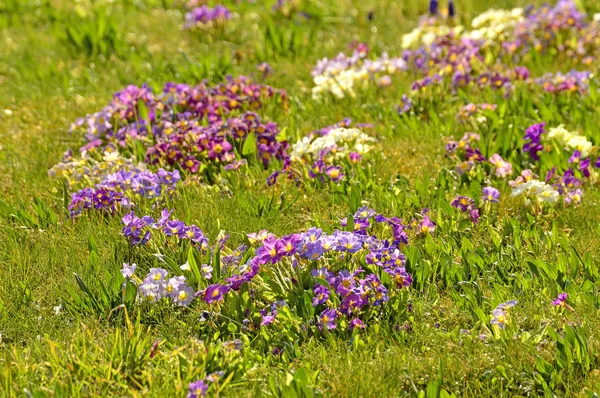 Primroses in a garden — Stock Photo, Image