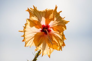 Hibiscus çiçek