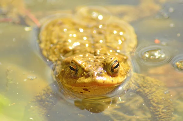 池のヒキガエル — ストック写真