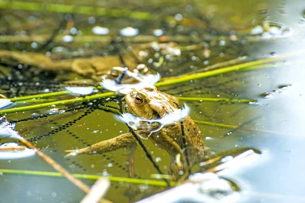 Crapaud dans un étang — Photo