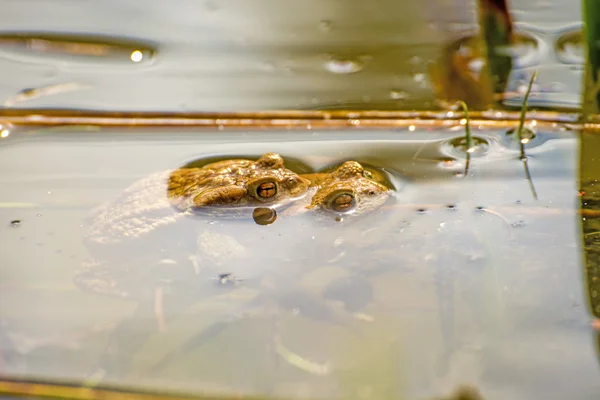 Toads during reproduction in a pond — Stock Photo, Image