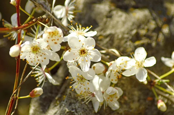 Blackthorn flor na primavera — Fotografia de Stock