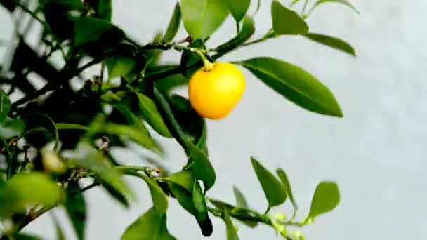 Fruta de Kalamondin — Vídeo de stock
