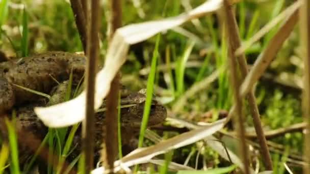 Crapaud avec partenaire à l'arrière 