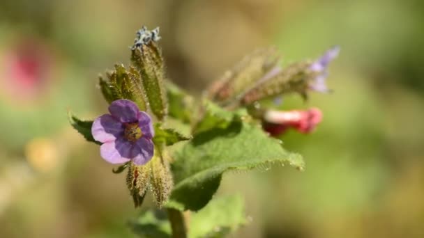 Morelle pulmonaire, Pulmonaria officinalis 