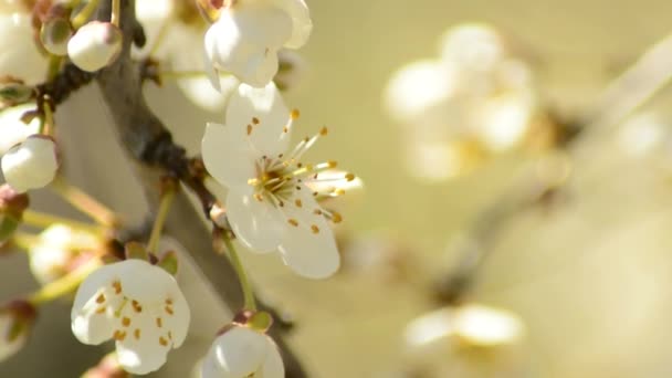 Flor de espino negro en primavera — Vídeo de stock