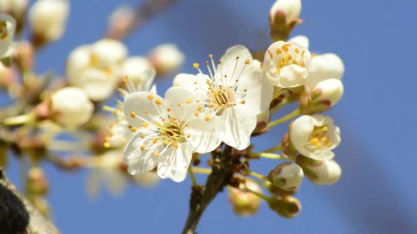 Flor de espino negro en primavera — Vídeos de Stock