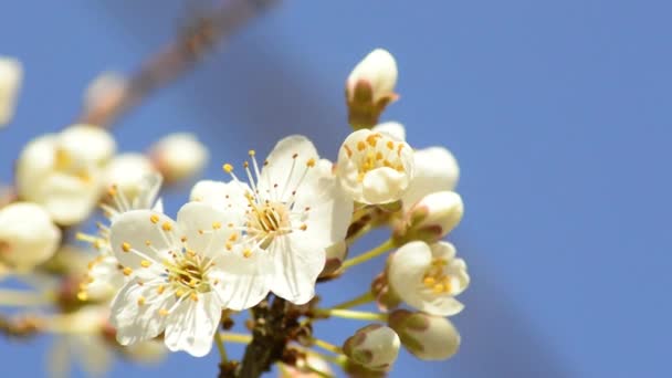 Flor de espino negro en primavera — Vídeos de Stock