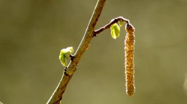 Fındık bush çiçeği ve genç yaprakları ile
